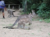 kangourou Nowra park (7).jpg